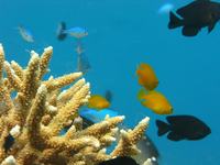 Close up of coral reef at Lizard Island