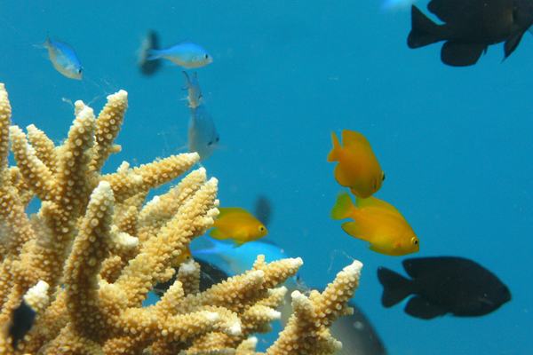 Close up of coral reef at Lizard Island