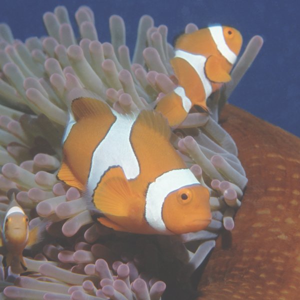 Sex change in clownfish - The Australian Museum