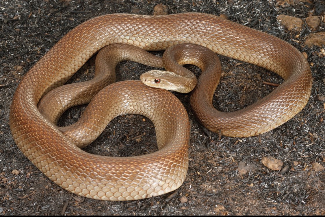 Coastal Taipan, Oxyuranus scutellatus