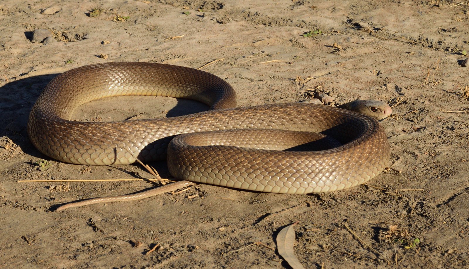 Coastal Taipan, Oxyuranus scutellatus