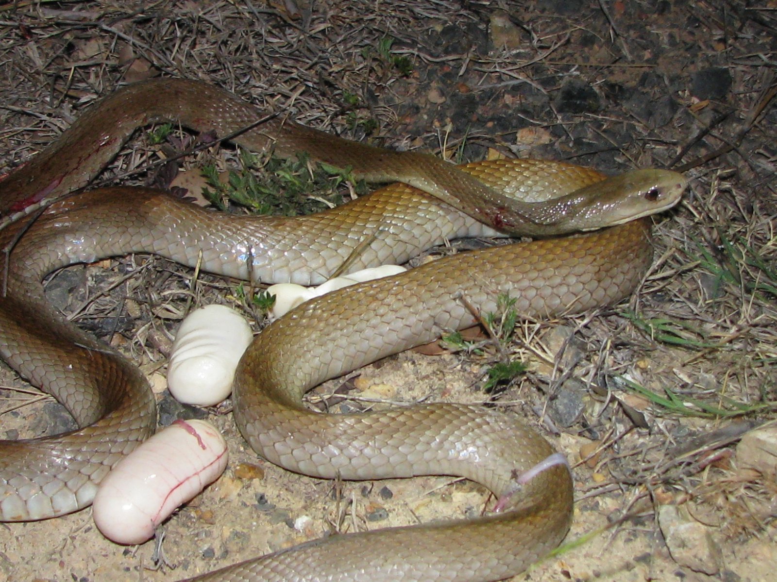 Coastal Taipan Oxyuranus scutellatus