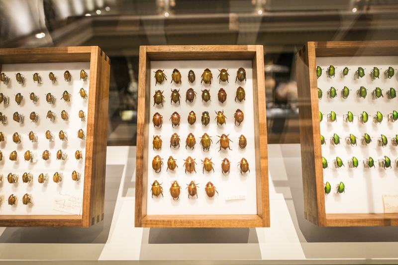 Collection Case Highlight - Entomology