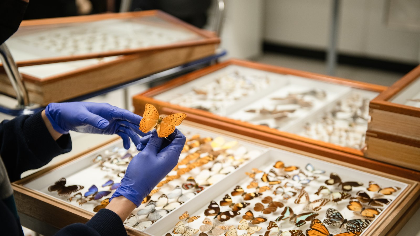 Collections Enhancement Project (CEP) - Entomology