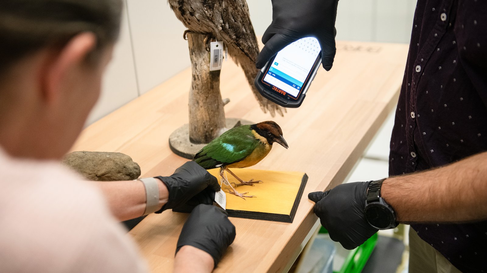 Collections Enhancement Project (CEP) - Barcoding Birds
