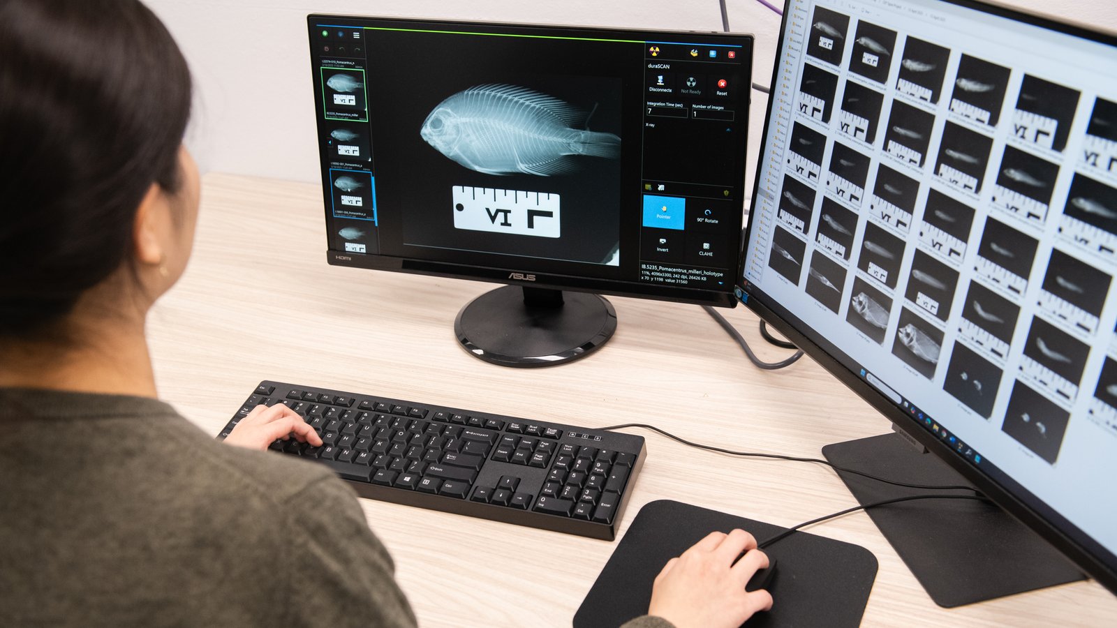 Collections Enhancement Project (CEP) X-Ray