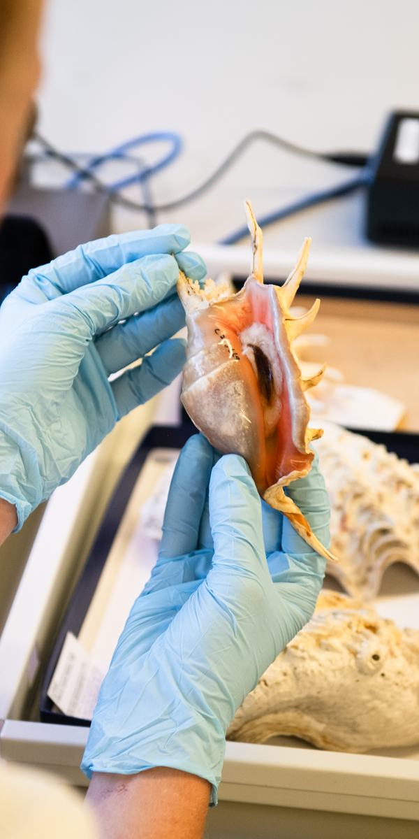 A woman is wearing a white lab coat and blue gloves while handling a shell in a laboratory.