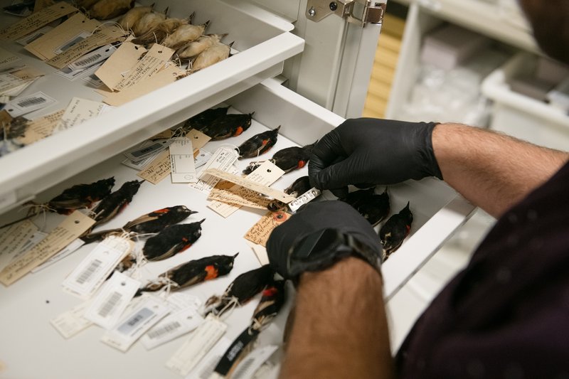 Collections Enhancement Project (CEP) - Barcoding Birds