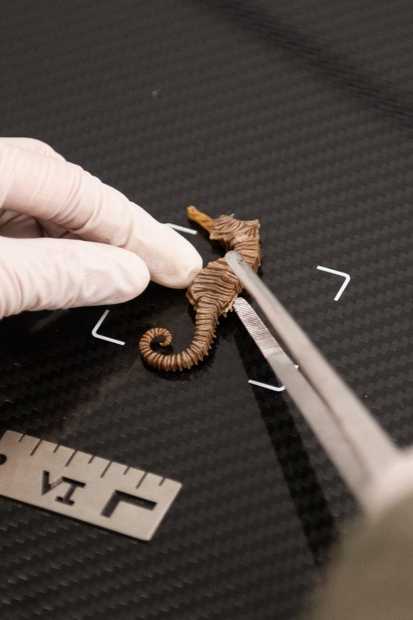 Collections Enhancement Project (CEP) X-Ray