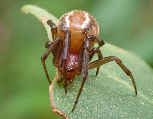 A small spider with a glossy amber and cream-banded abdomen, dark red-brown head, and long slender legs, perched on a green leaf.