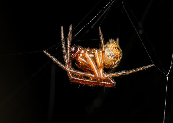 A reddish-brown spider with a rounded, fuzzy amber abdomen and spiny legs, hanging upside down in its web against a dark background.