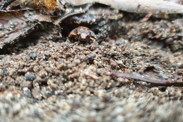 Buzzing Nursery Frog, Cophixalus bombiens