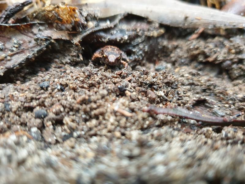 Buzzing Nursery Frog, Cophixalus bombiens