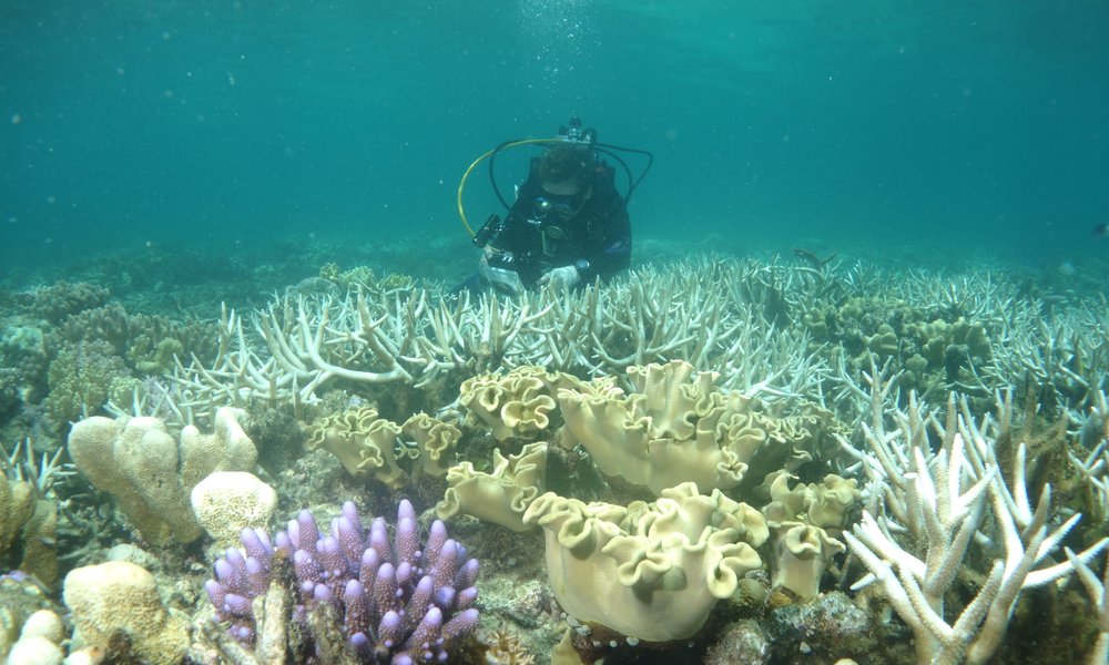 Impacts of climate change on the Great Barrier Reef - The Australian Museum