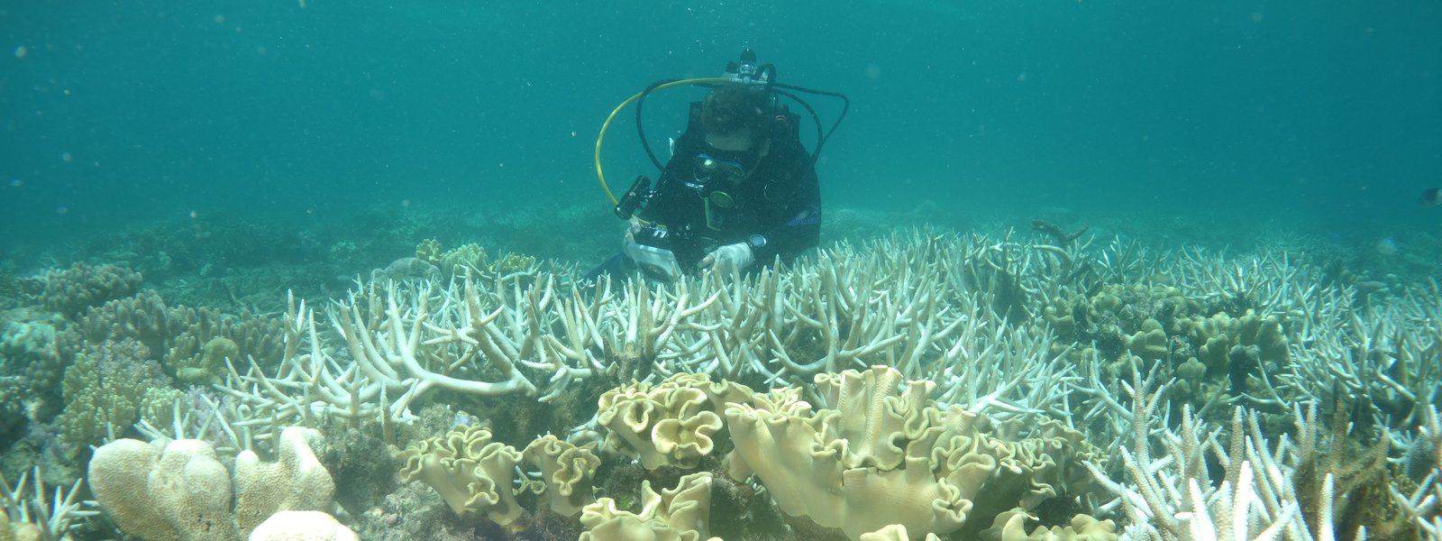 Impacts of climate change on the Great Barrier Reef - The Australian Museum
