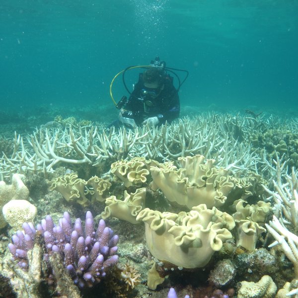 Impacts of climate change on the Great Barrier Reef - The Australian Museum