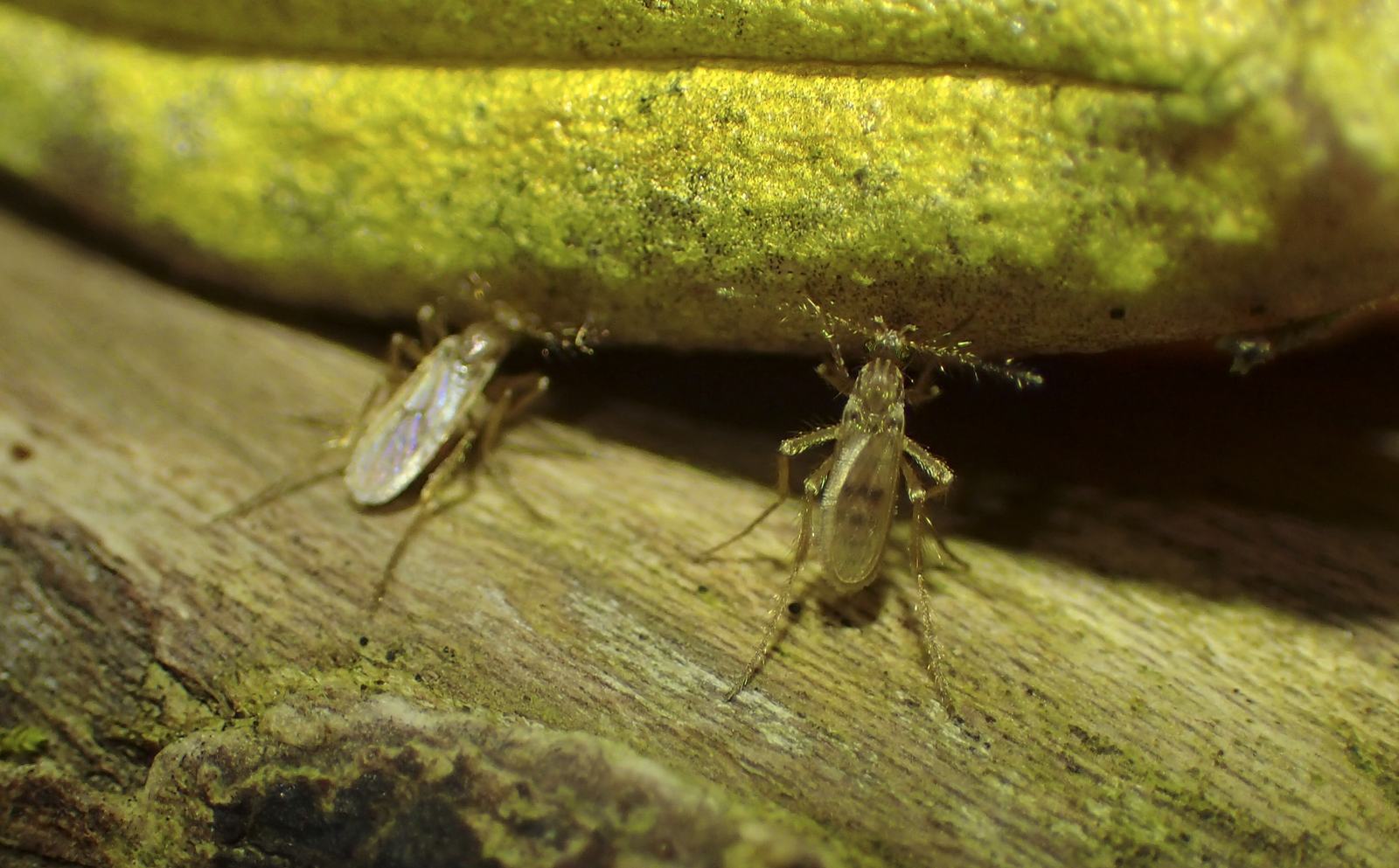 Two frog-biting flies Corethrella sp.