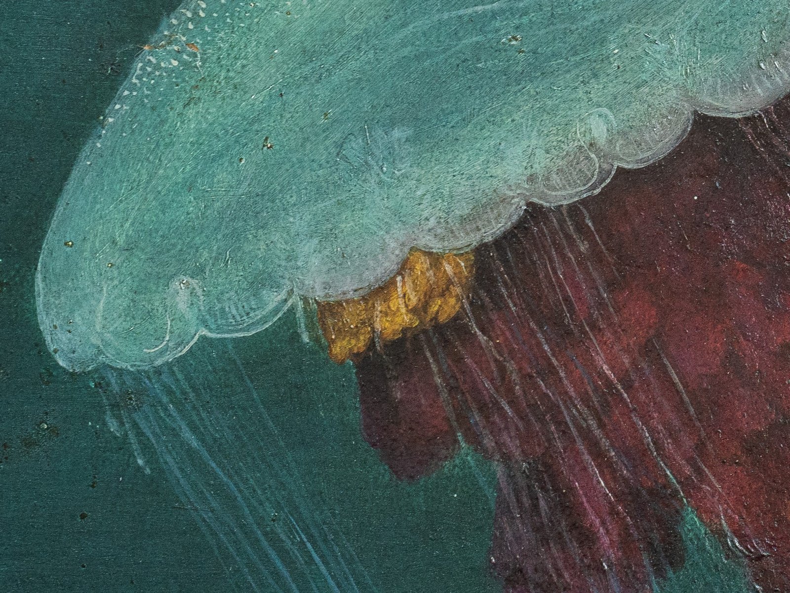 Cropped jellyfish details photo for comparison