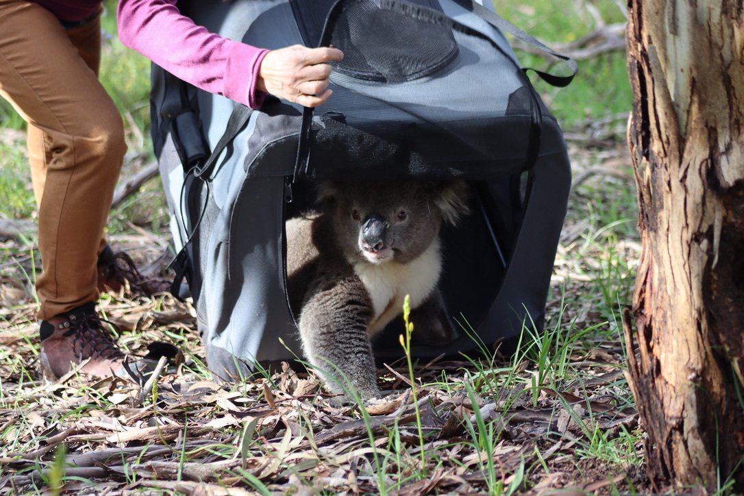 Research into South Australia’s koala populations, led by Dr Frédérik Saltré from the Australian Museum and University of Technology Sydney (UTS)