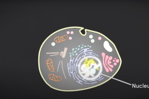 DNA extraction video