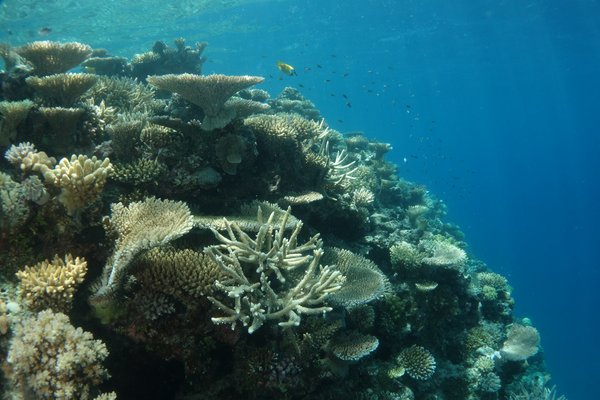 Underwater photograph of the reef at Lizard Island Research Station
