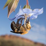 <i>2023 Australian Geographic Nature Photographer of the Year</i>
<p>
Winner Macro: Nectar of Life by Daniel Jones, Western Australia.
<p><i>Against the backdrop of the Kennedy Range, Western Australia, a Dawson’s Burrowing Bee sips nectar from the flower of a native bluebell. Water is scarce in this arid region, and for these bees, nectar may be the only source of the precious resource.</i>