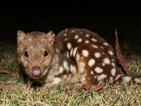 Spotted-tailed Quoll, Dasyurus maculatus