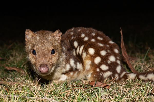 Spotted-tailed Quoll, Dasyurus maculatus