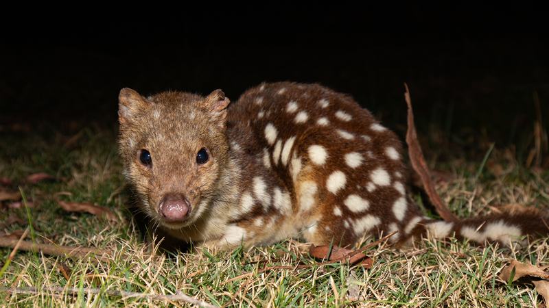 Spotted-tailed Quoll, Dasyurus maculatus