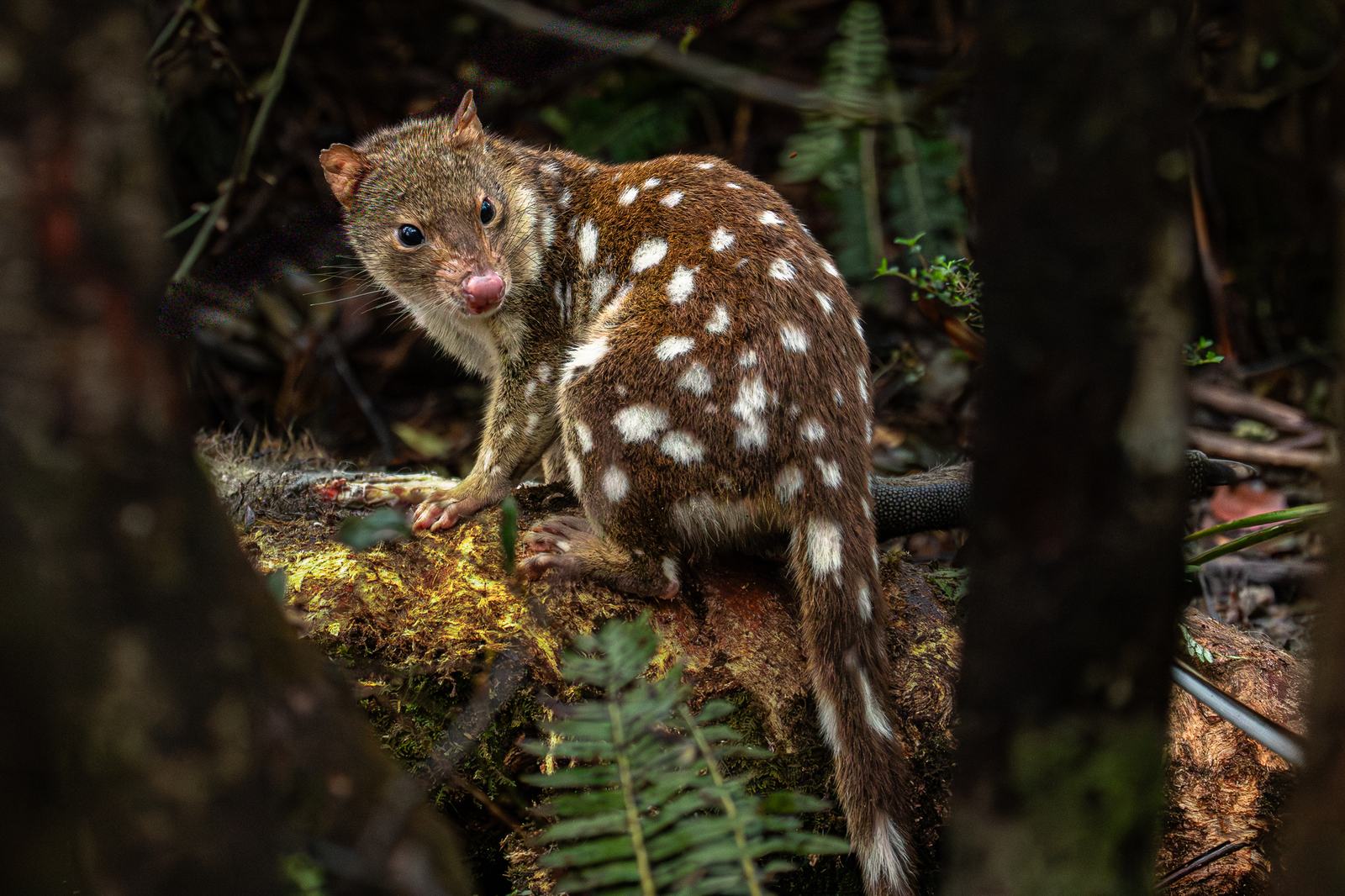 Spotted-tailed quoll resting on a mossy rock among dense bush, seen in side profile with its head turned toward the viewer and its full face visible.