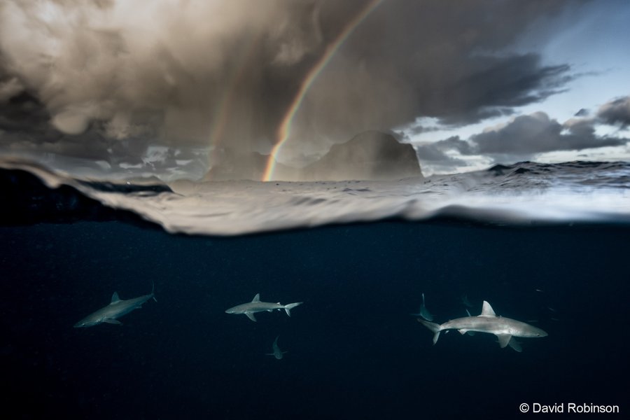 2023 AGNPY Runner Up Animals in Nature: Somewhere Under The Rainbow by David Robinson