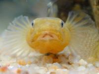 Desert Goby, Chlamydogobius eremius
