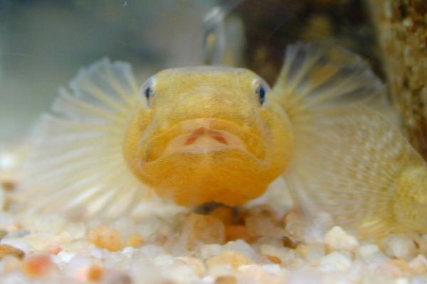Desert Goby, Chlamydogobius eremius