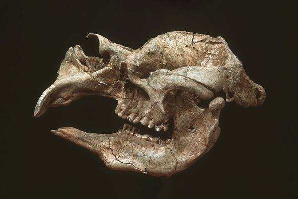 Diprotodon skull