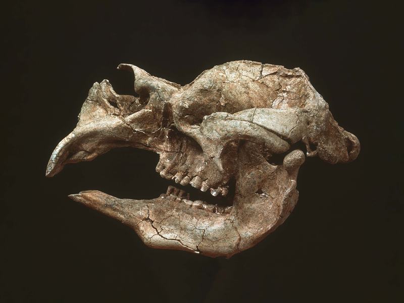 Diprotodon skull