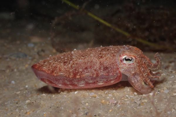 Slender Cuttlefish, Doratosepion braggi