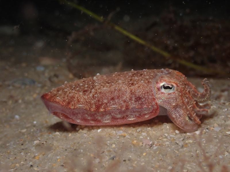 Slender Cuttlefish, Doratosepion braggi