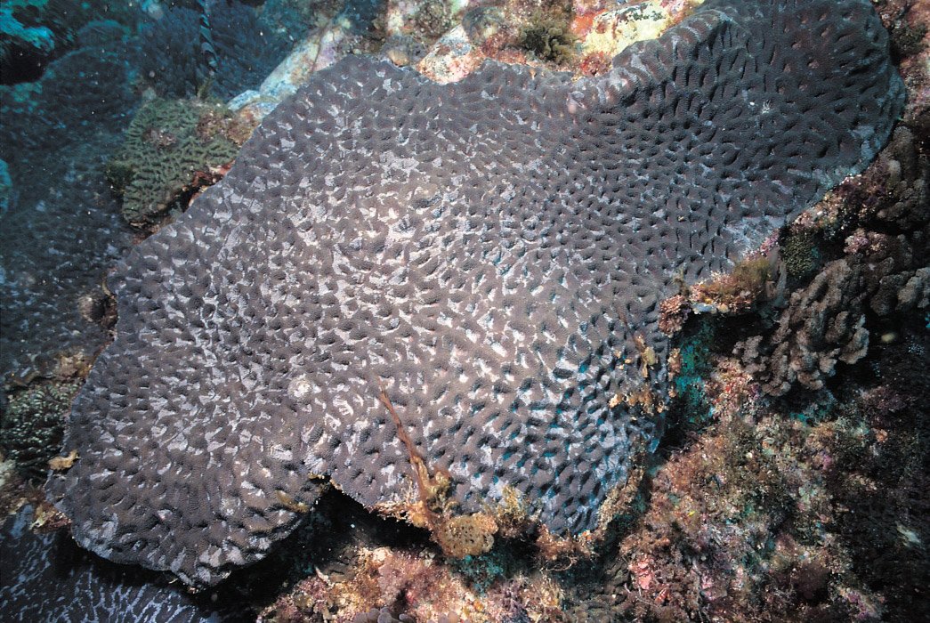 Acanthastrea hillae, coral