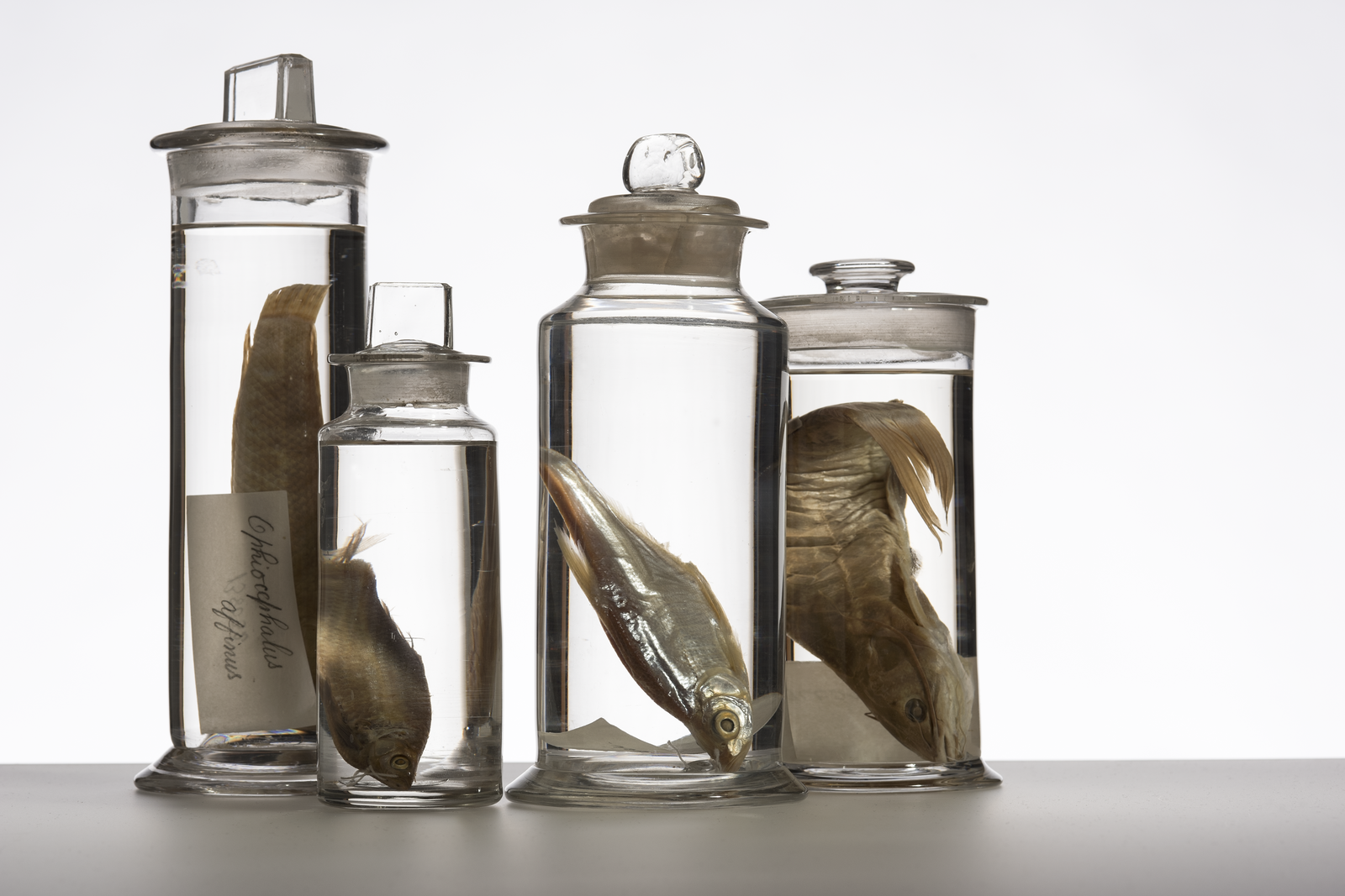 Four glass specimen jars of varying sizes containing preserved fish specimens in fluid.