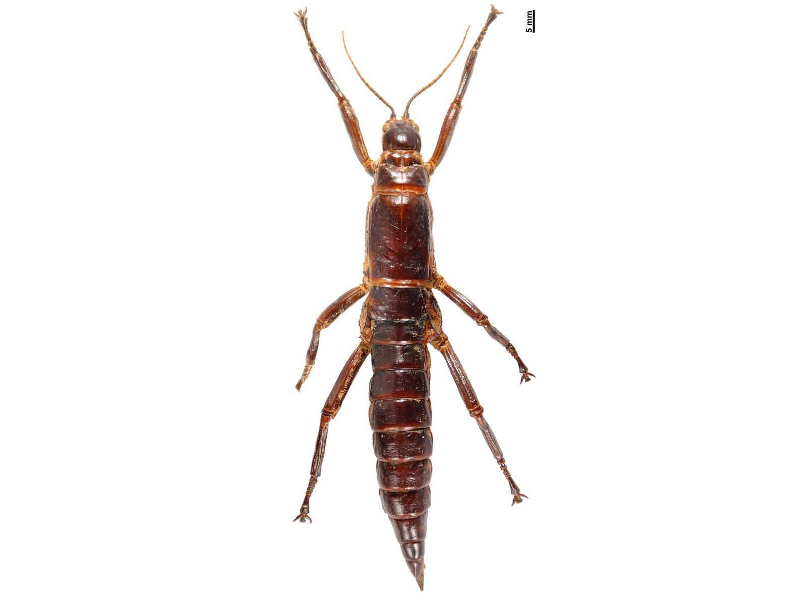 Dorsal view of a female Lord Howe Island stick-insect specimen, dark brown, against white background