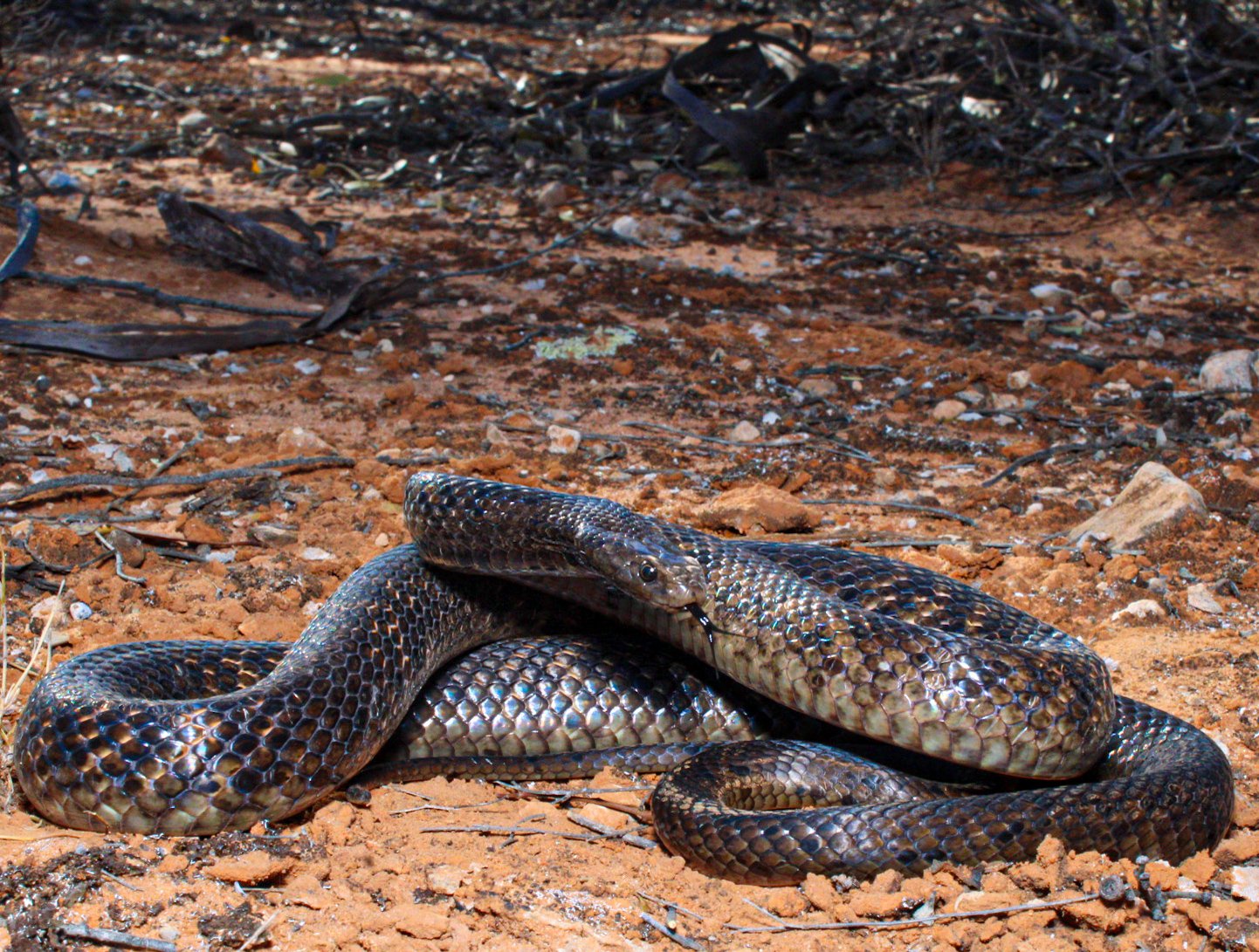 Dugite, Pseudonaja affinis