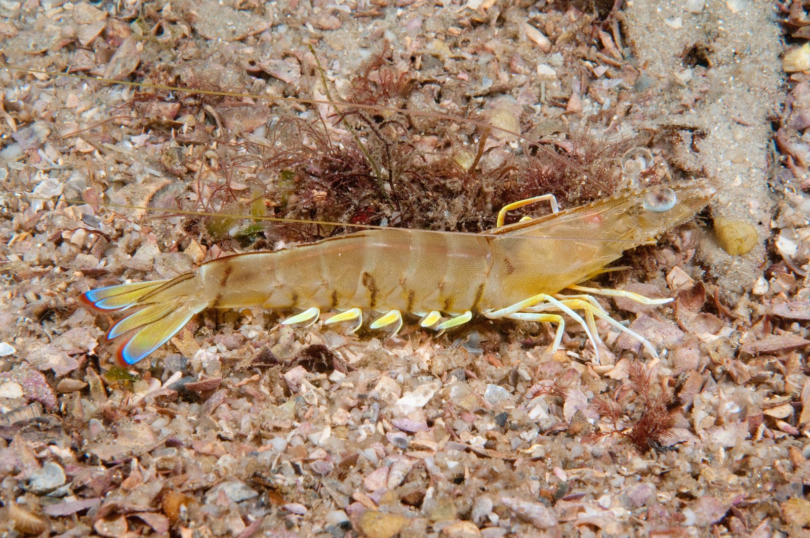 The Eastern King Prawn is almost transparent with a blue tail tinged with red.