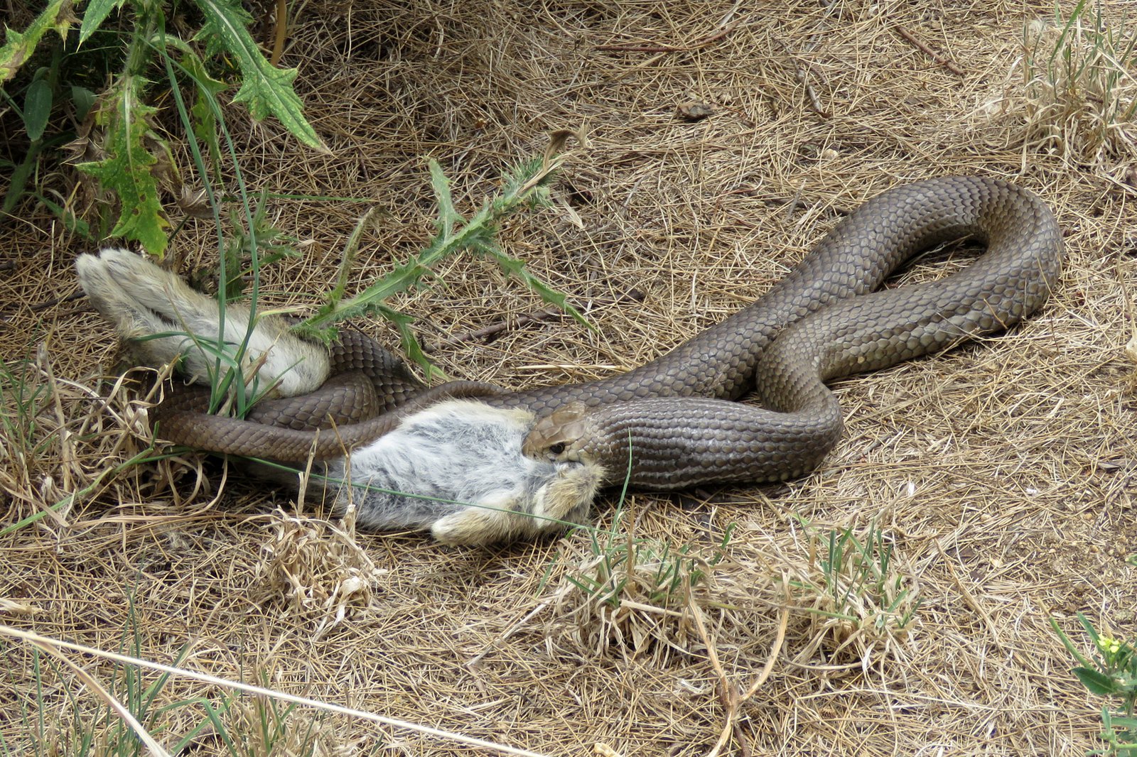 Eastern Brown Snake, Pseudonaja textilis.