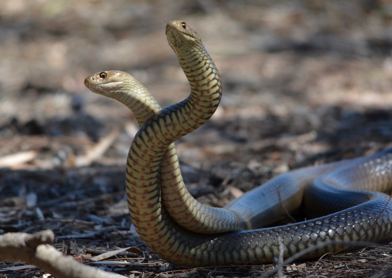 Eastern Brown Snakes, Pseudonaja textilis