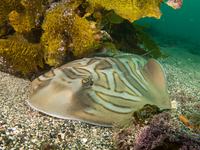 Eastern Fiddler Ray, Trygonorrhina fasciata