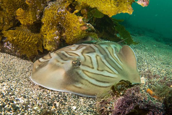 Eastern Fiddler Ray, Trygonorrhina fasciata