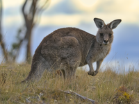 Eastern Grey Kangaroo (Macropus giganteus)