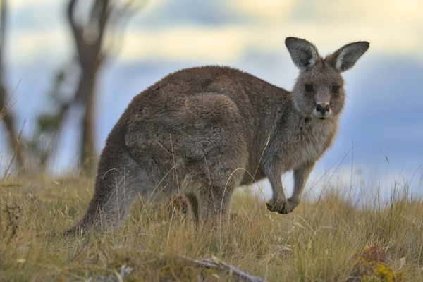 Eastern Grey Kangaroo (Macropus giganteus)
