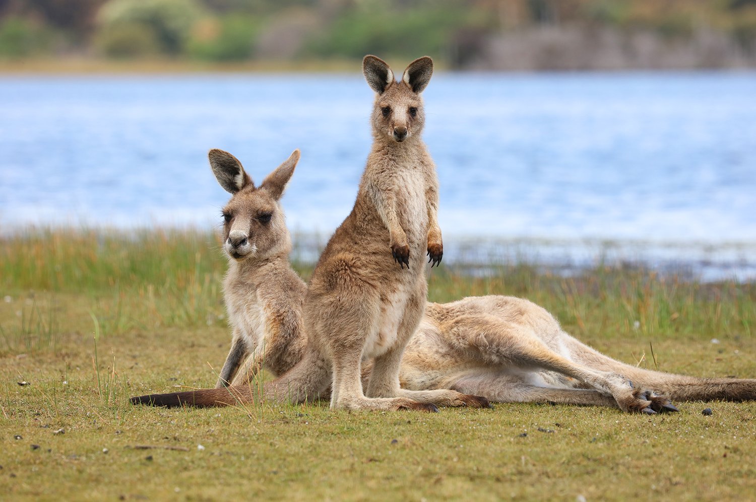 Two Eastern Grey Kangaroos resting on open grassland near a body of water.