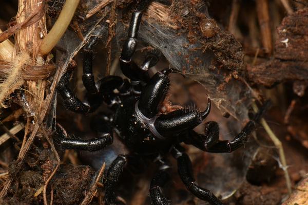 A glossy black spider with a broad head, thick banded legs, and large curved chelicerae, resting among soil, roots, and debris.